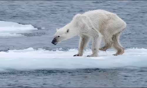  Why we need to protect polar bears?