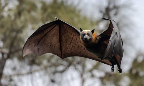 Bats to the rescue