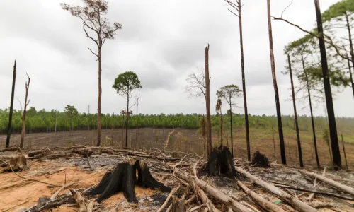 Deforestation in the 21st century