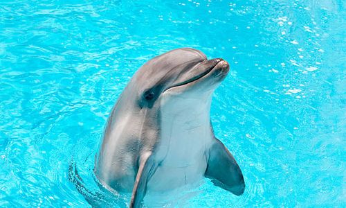 Dolphin conservation trust