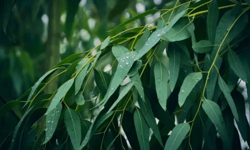 [C15T1] - The Eucalyptus Tree in Australia