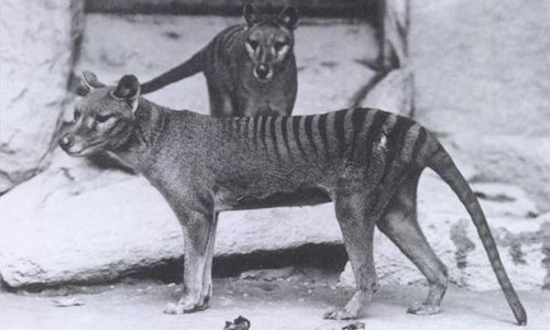  The thylacine