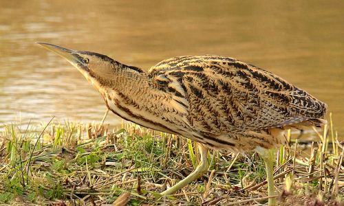 [Forecast Q1-2025] - Bittern conservation in the UK