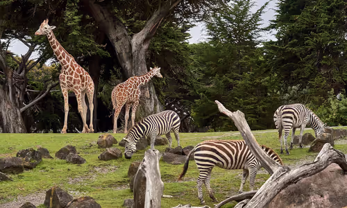  Nature on display in American zoos