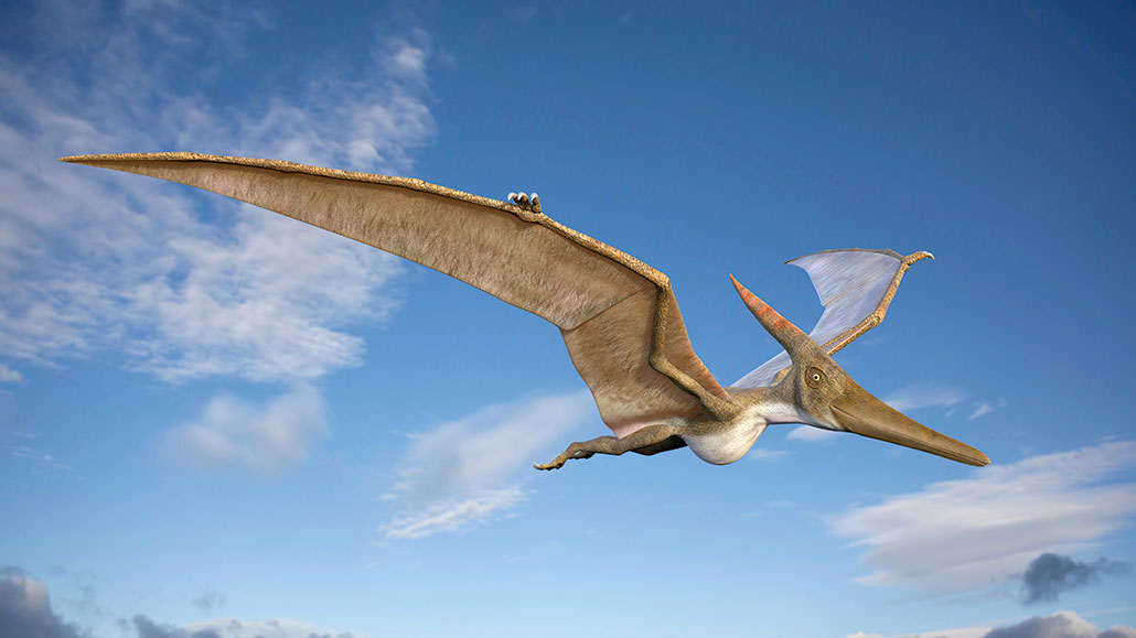 [Recent Tests- VOL] - How a prehistoric predator took to the skies