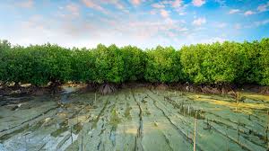 [Helik Collect] - The Mangrove Regeneration Project