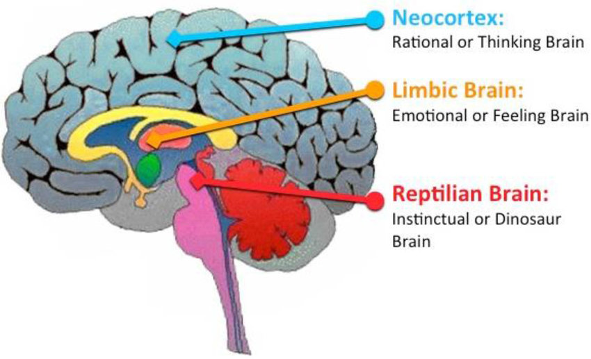 [BC] The Triune* Brain