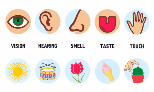  The Myth of the Five Senses