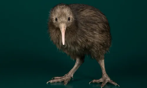 The kiwi