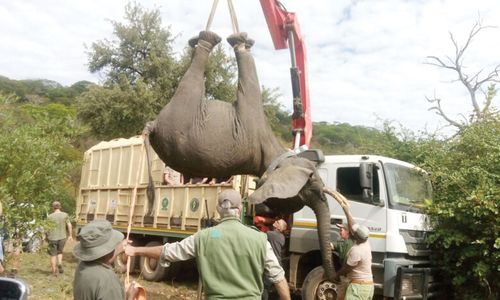 Elephant translocation
