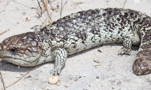 The sleepy lizard (tiliqua rugosa)