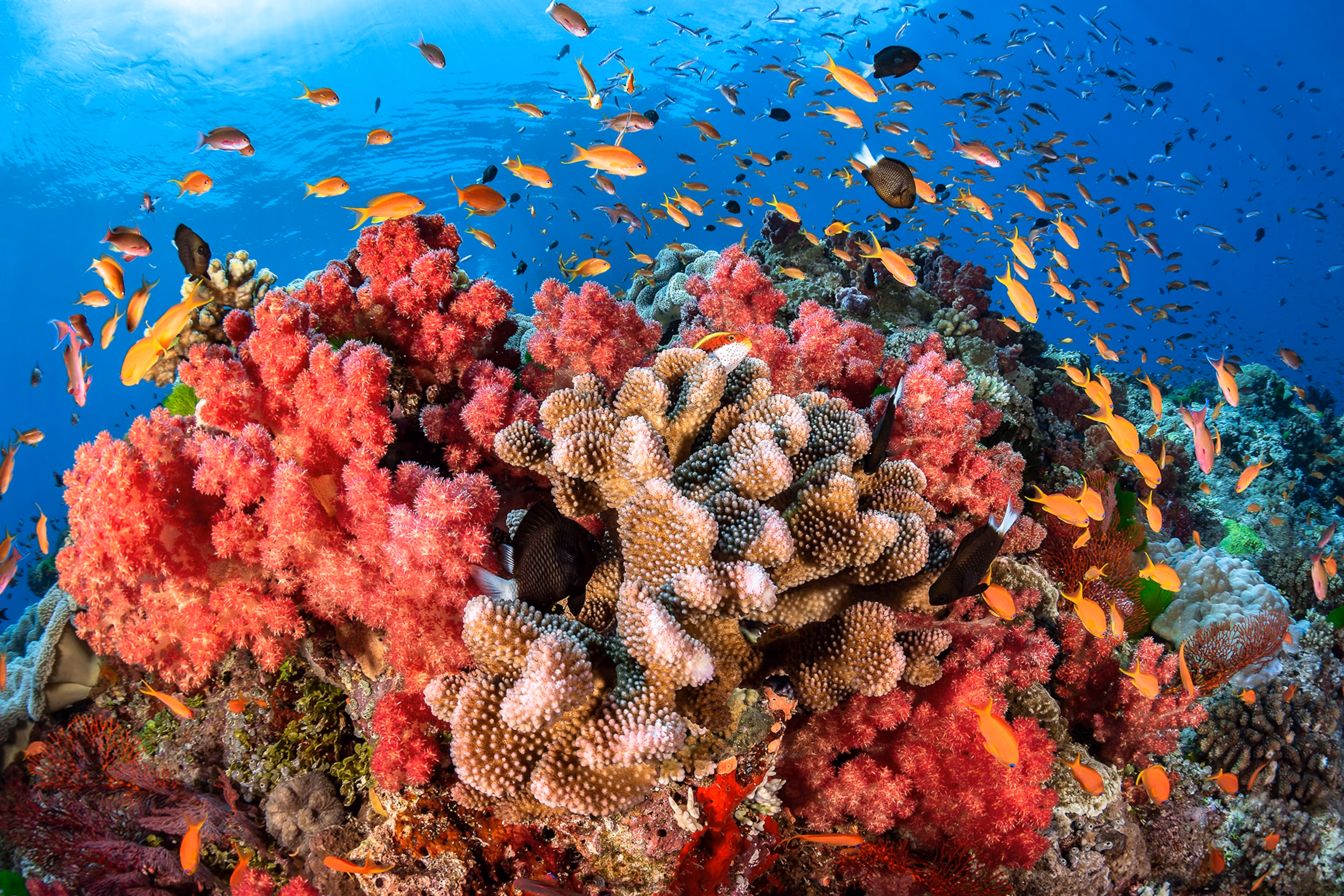 [C20T3] - Coral reefs