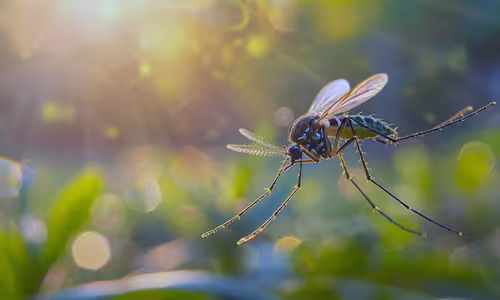  How to kill bad Insects