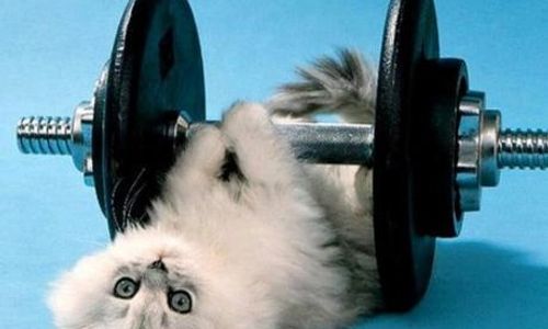 How Animals Keep Fit