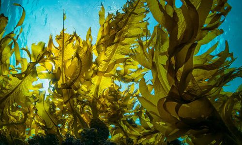  New Zealand Seaweed