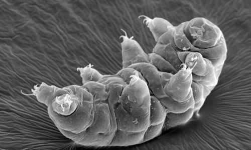 [Practice Tests Plus] -Unusual life forms