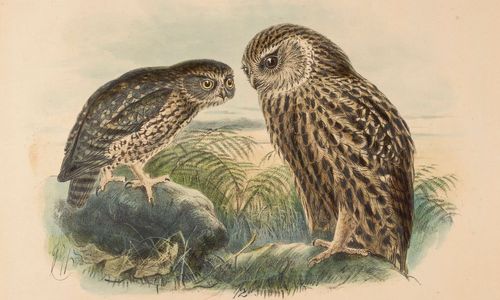 [Recent Actual Tests] - A survivor's story