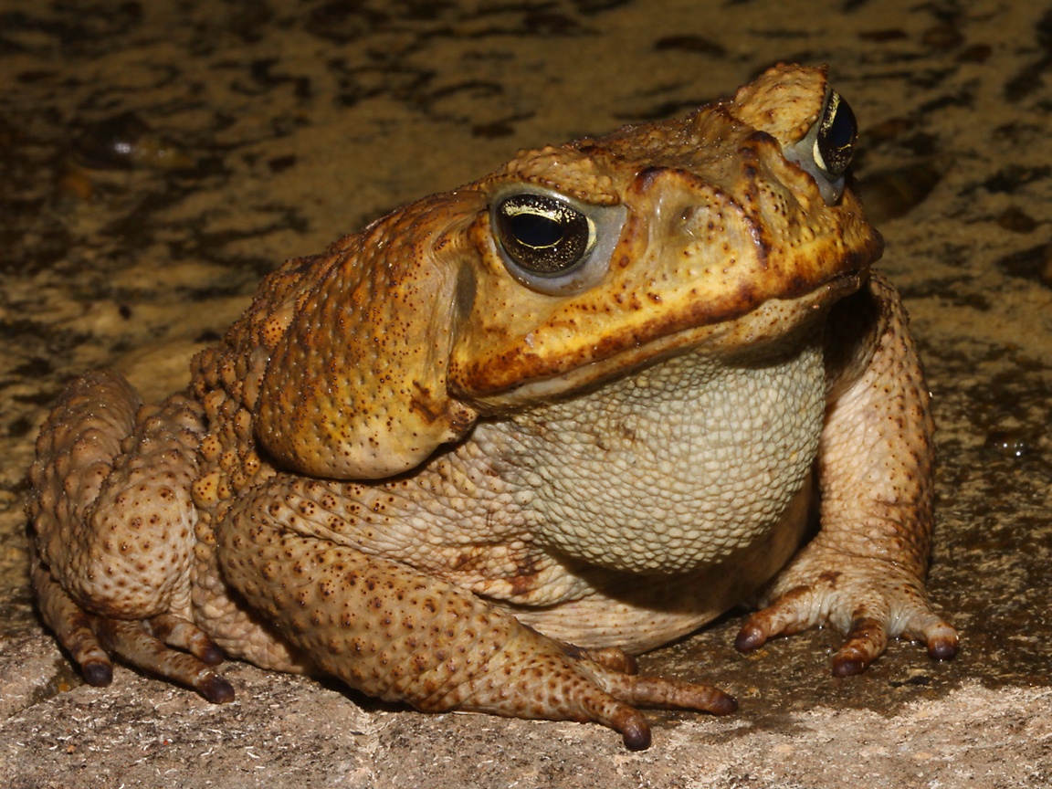 [Helik Collect] - The cane toad in Australia