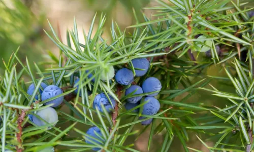 [Practice Tests Plus] - Saving the juniper plant