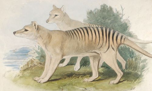 [Forecast Q1-2025] - Tasmanian Tiger