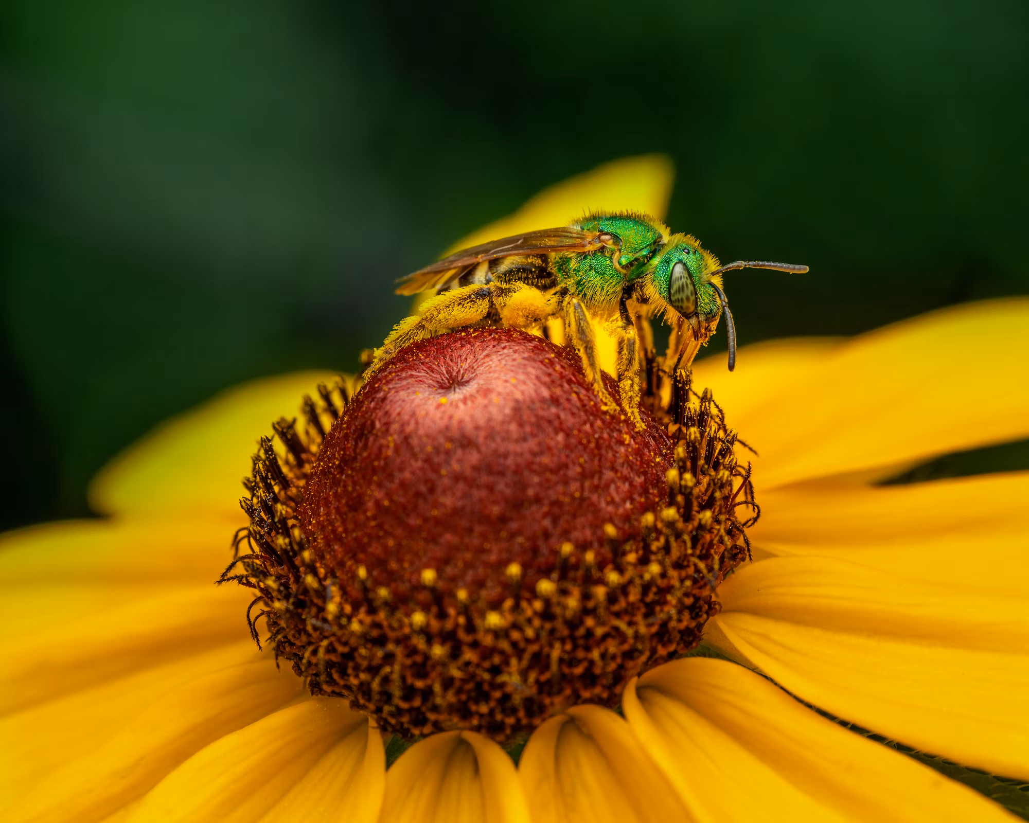 [Recent Tests- VOL] - Insect decision-making