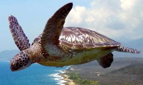 [C12T3] - Flying tortoises