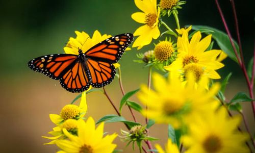 The impact of climate change on butterflies in Britain