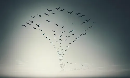  Bird Migration Theory