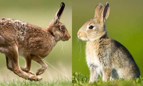 Understanding hares