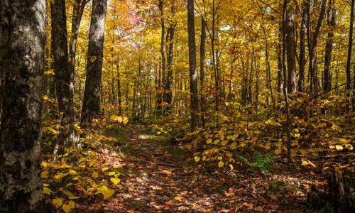 Forest management in Pennsylvania, USA