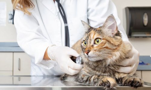 [C17T1] - Work experience for veterinary science students