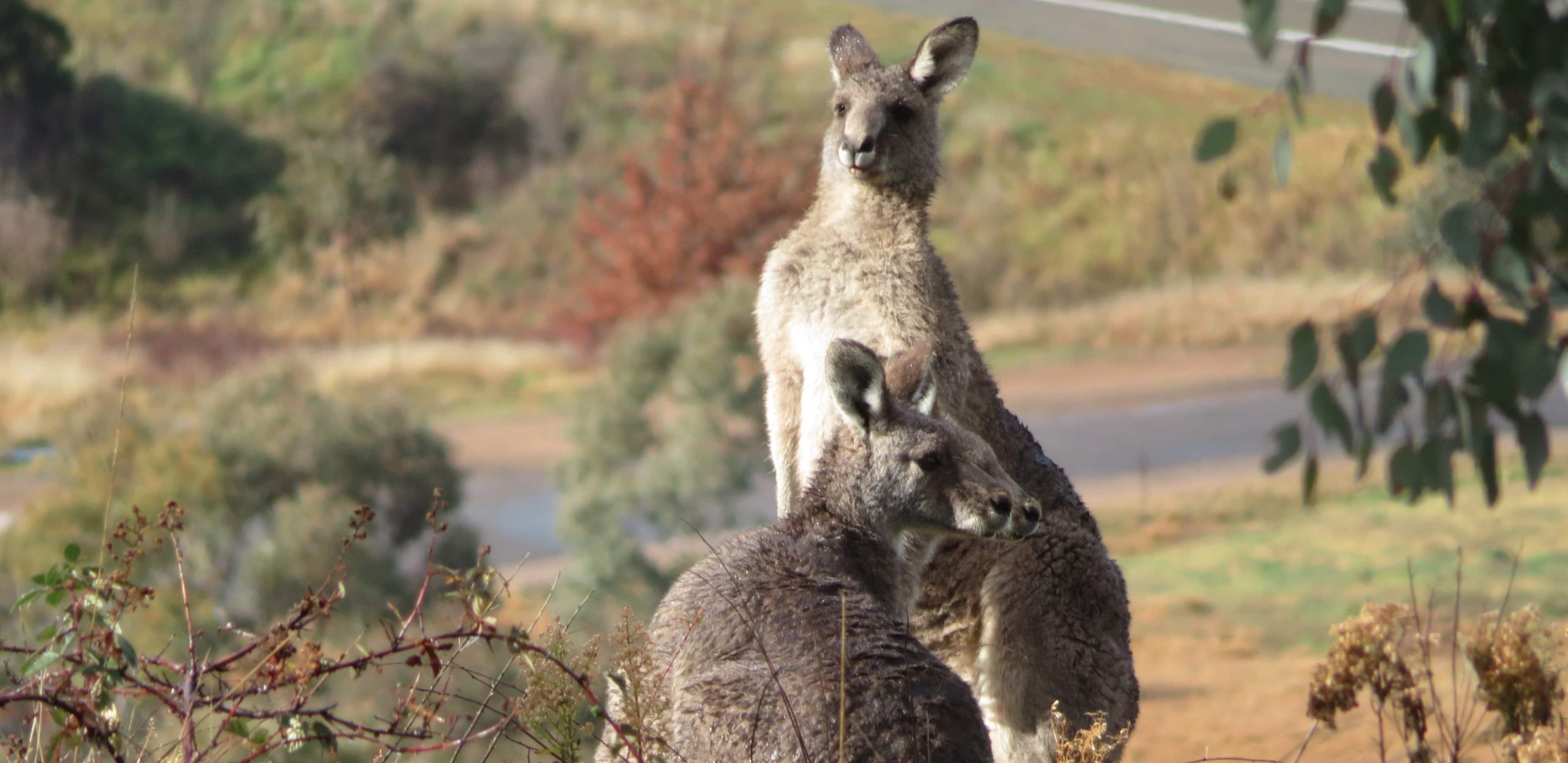 [Forecast Q2-2025] - Environmental Problems in Australia