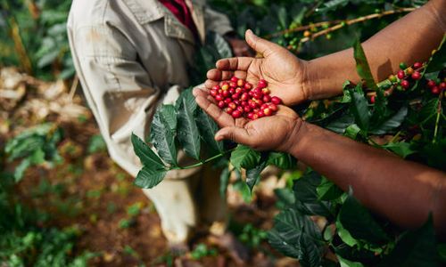 Coffee farmers