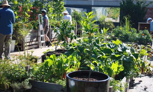 The Community Garden