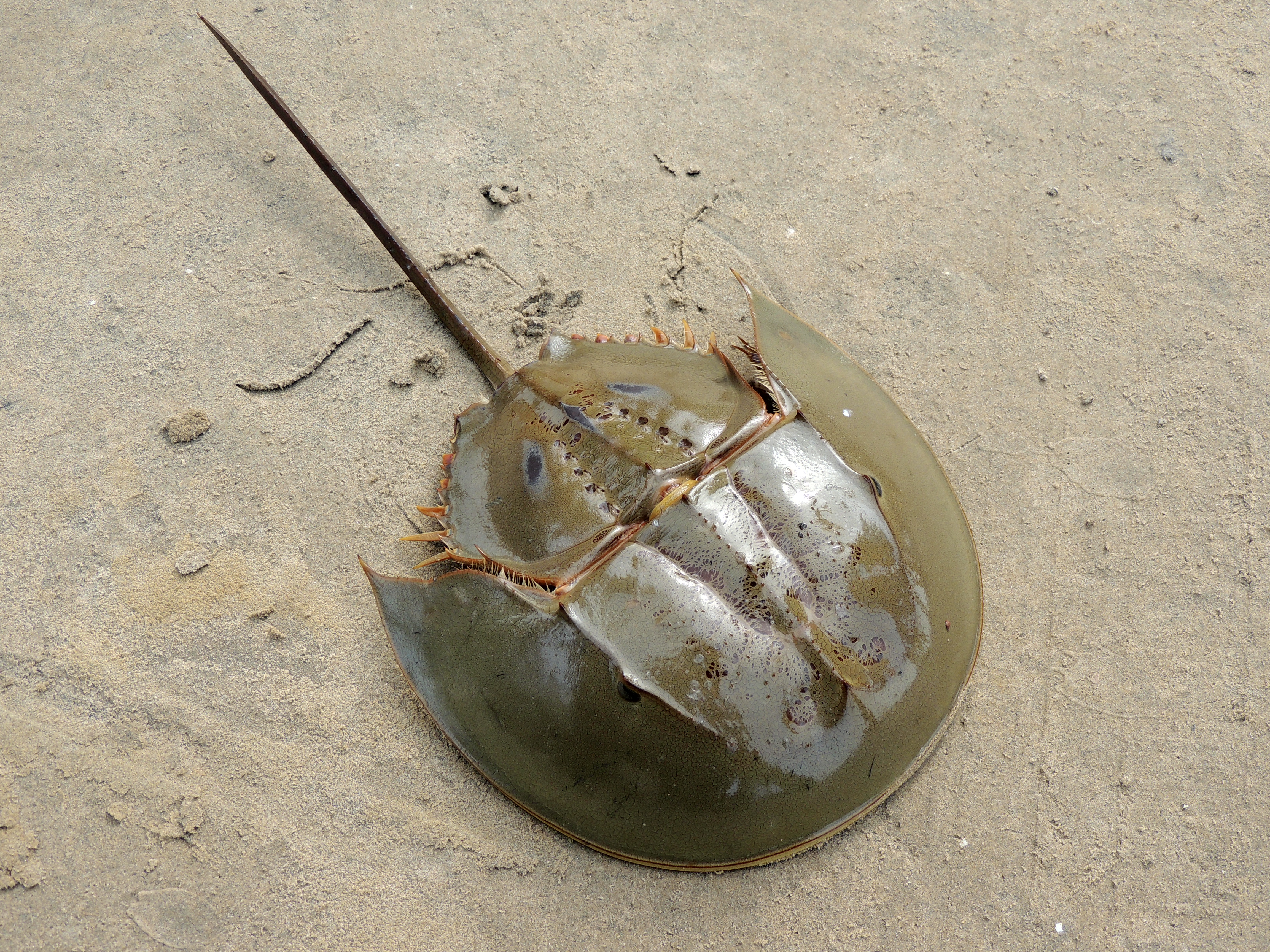 [Recent Tests- VOL] - The Horseshoe Crab 
