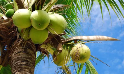 The coconut palm