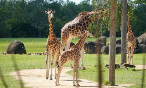  Pinder’s Animal Park