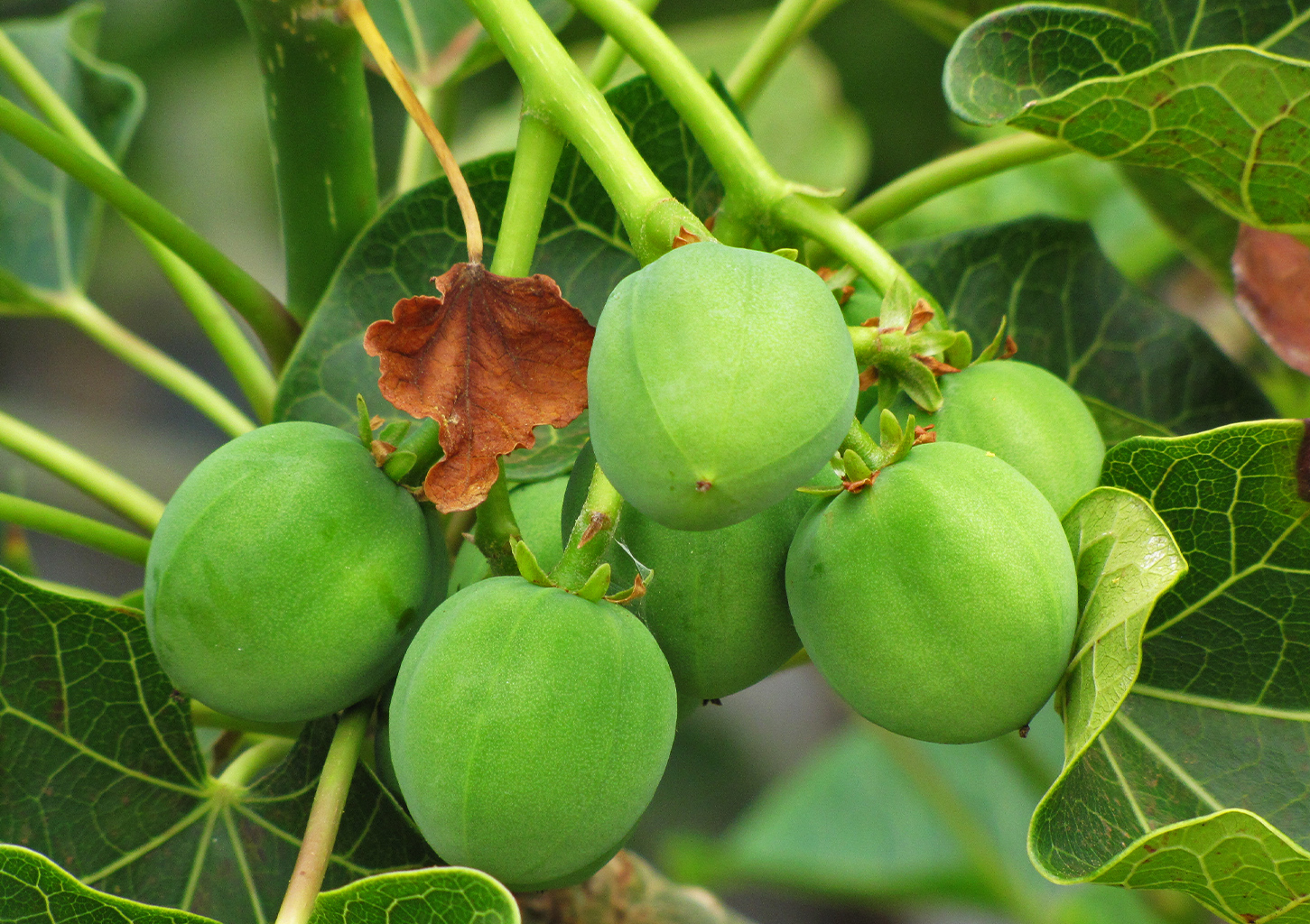 VOL 6 Test 2 - Jatropha: a new biofuel