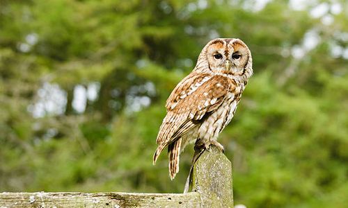  The Tawny Owl