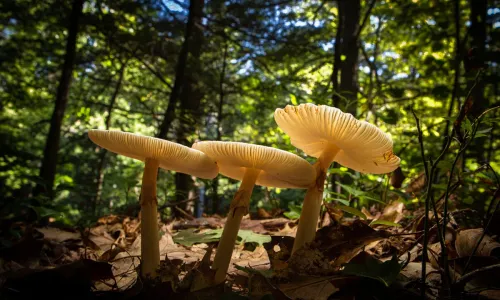  Wild Mushroom Foraging