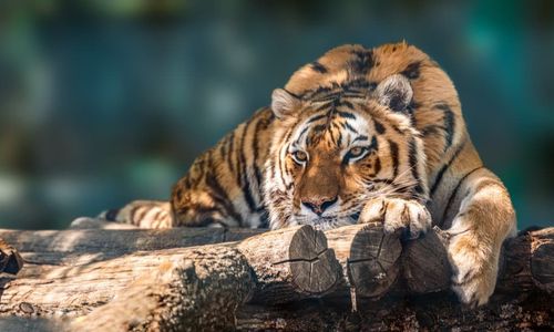 [Practice Tests Plus] - Why are so few tigers man-eaters?