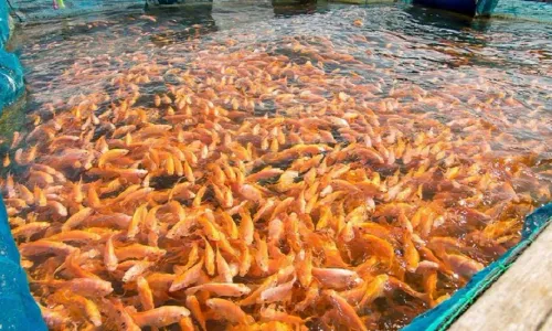 [Recent Actual Tests] - Fish Farming