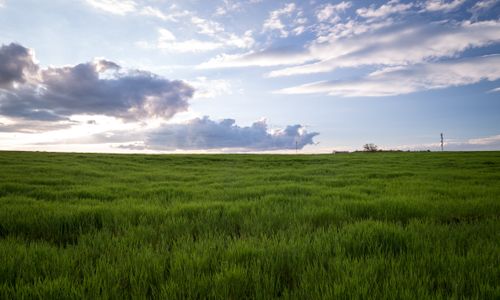  The “Extinct” Grass in Britain