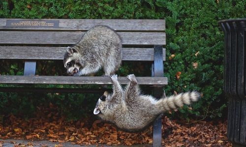 Effects of urban environments on animals