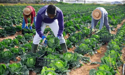 [C15T2] - Agricultural programme in Mozambique