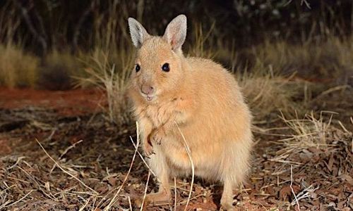  The Rufous Hare-Wallaby