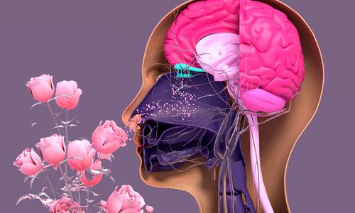 [Forecast Q1 -2025] - Smell and Memory