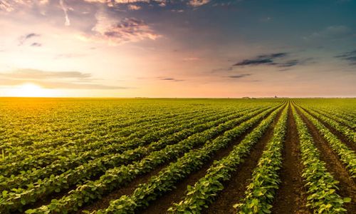 The risks agriculture faces in developing countries