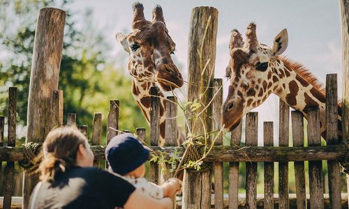 Zoo conservation programmes