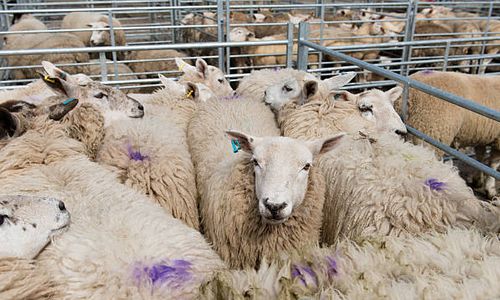 Visiting the Sheepmarket area